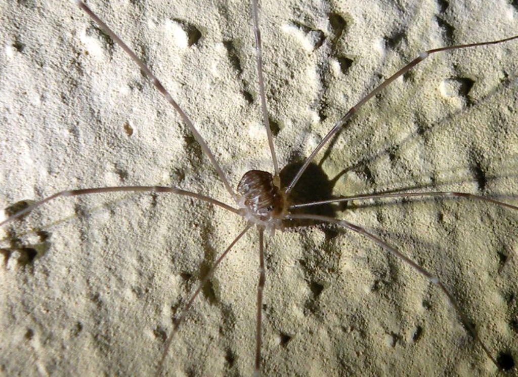 Opilione di notte: Amilenus aurantiacus, femmina (Phalangiidae)